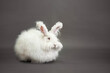 Fluffy white rabbit of the Angora breed, on a gray background, shooting in the studio.