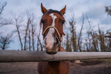 Fototapeta  - Głowa konia w zagrodzie