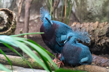 Couple Of Blue Crowned Pigeon