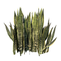 Wall Mural - Front view of Plant (Snake Plant Sansevieria trifasciata) Tree png