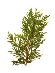 macro image of a branch from a green cedar tree on a backlit transparent background.