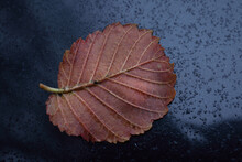 Small Red Brown Textured Elm Fallen Leaf Back Side With Veins Lying On Wet From Rain Drops Black Car Front Hood Surface