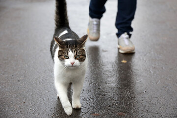 White brown cat walking on a wet street with a girl on background