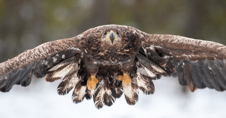 Wall Mural - White tailed eagle in flight towards us