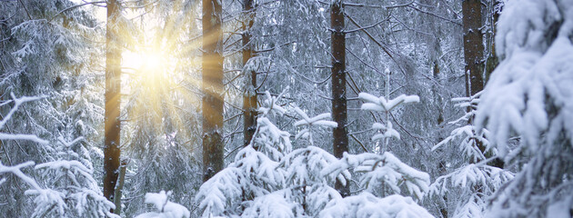 Canvas Print - winter landscape with forest and sun shines through snow covered trees.