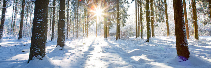 Wall Mural - winter landscape with forest and sun shines through snow covered trees.