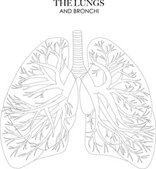 Poster - Lungs and Bronchi anatomy structure black and white illustration. Unlabeled line art for coloring and learning 