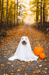 Cute dog dressed in a ghost costume for Hallowe'en in a wooded area with pumpkins.