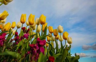 Canvas Print - Tulips