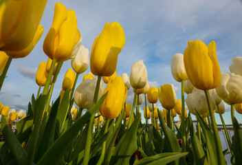 Canvas Print - Tulips