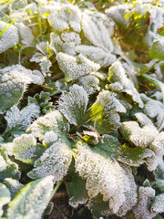 Wall Mural - Morning hoarfrost on green leaves of grass. First frost at fall season. Late autumn in forest.