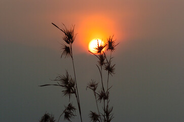 Wall Mural - Grass flower silhouette towering in the sunset