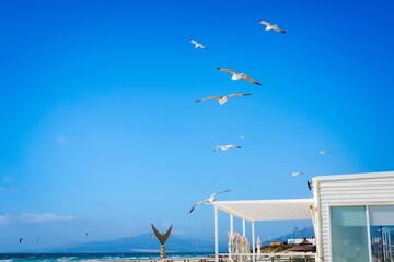 Seagulls fly in blue skies against backdrop of Atlantic ocean