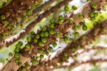 Wall Mural - Exotic fruit. The green jaboticaba growing on the stem of the jaboticaba tree. Jaboticaba is the native Brazilian grape tree. Species Plinia cauliflora. Typical exotic summer fruit. Gastronomy.