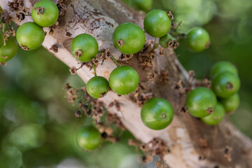 Wall Mural - Exotic fruit. The green jaboticaba growing on the stem of the jaboticaba tree. Jaboticaba is the native Brazilian grape tree. Species Plinia cauliflora. Typical exotic summer fruit. Gastronomy.