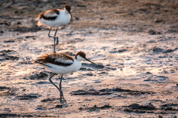 Two Water birds pied avocet, Recurvirostra avosetta, standing on salt lake shore in pink sunset light. The pied avocet is a large black and white wader with long, upturned beak