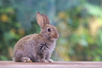 Lovely bunny easter rabbit eating food, vegetables, carrots, baby corn in garden with flowers and colorful easter eggs background. Cute fluffy rabbit in nature life. Symbol animal of easter day.