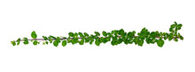 Leaf Vine Isolate On Transparent Background PNG File