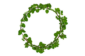 Wall Mural - leaf vine circle Isolate on transparent background PNG file