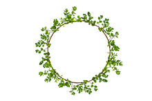 Leaf Vine Circle Isolate On Transparent Background PNG File