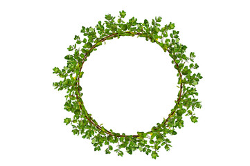 Wall Mural - leaf vine circle Isolate on transparent background PNG file
