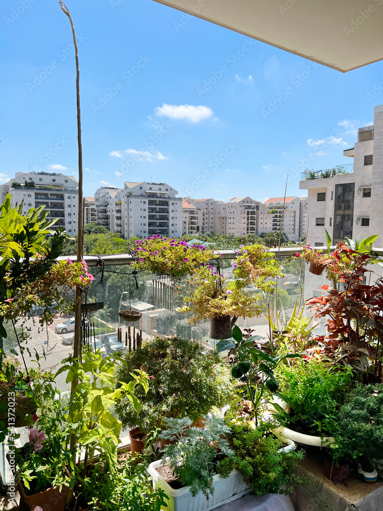Modern balcony with beautiful flowers on sunny day