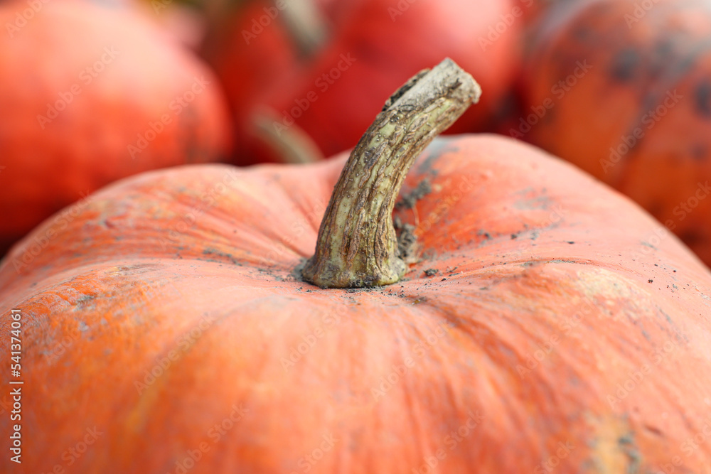 Orange pumpkin at fall fair, closeup