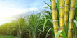  Sugar cane stalks with sugar cane plantation background.