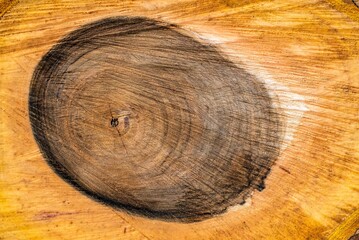 Closeup of the surface of a wooden log