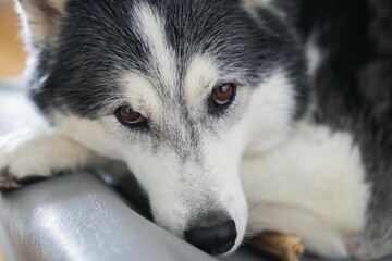 Sticker - Closeup shot of a cute and beautiful Siberian Husky