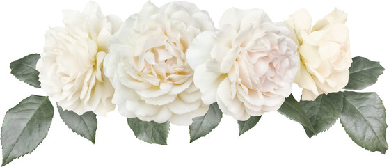 Wall Mural - White roses isolated on a transparent background. Png file.  Floral arrangement, bouquet of garden flowers. Can be used for invitations, greeting, wedding card.