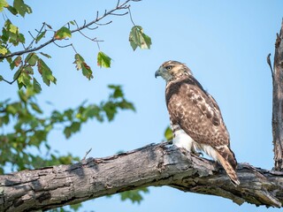 Sticker - Selective focus shot of a Red-tailed hawk sitting on a tree