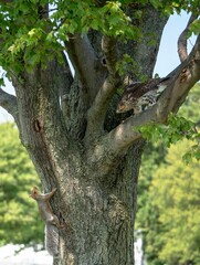 Sticker - Vertical  shot of a Red-tailed hawk sitting on a tree