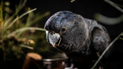 Poster - Seychelles black parrot (Coracopsis barklyi) with plants in dark blurred background