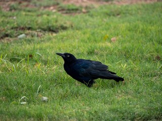 Canvas Print - Closeup of a black crow standing on the green grass