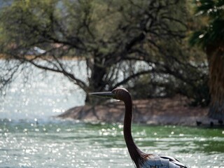 Sticker - Closeup of a gray heron standing on the shore of a shiny lake