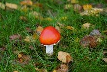 Closeup Of A Red Amanita Jacksonii Mushroom Surrounded By Plants Outdoors