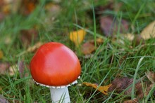Closeup Of A Red Amanita Jacksonii Mushroom Surrounded By Plants Outdoors