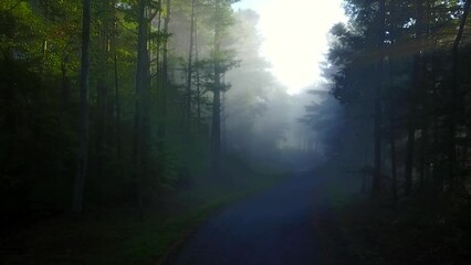 Wall Mural - Lockdown Shot Of Tranquil Road Amidst Forest Trees In Foggy Weather - Asheville, North Carolina