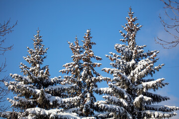 Wall Mural - Branches of a coniferous tree in the snow against a blue sky.