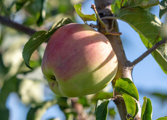 Wall Mural - Ripe apples on the branches of a tree.