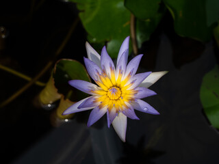 Wall Mural - The Purple Lotus Blooming