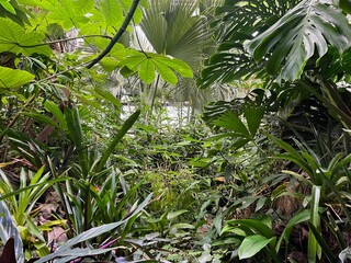 Poster - Many different tropical plants growing in greenhouse