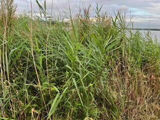 Poster - Picturesque view of river reeds and cloudy sky