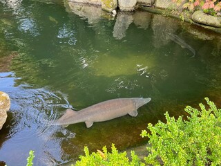 Wall Mural - Beautiful sturgeon fishes swimming in zoological park