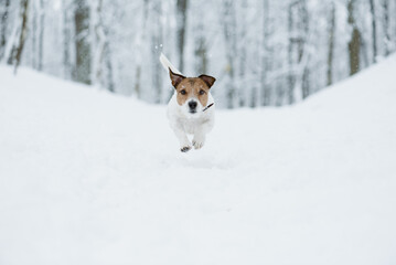 Wall Mural - Active Jack Russell Terrier dog runs and leaps straight at camera in beautiful winter park