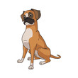 Cute boxer dog sitting and smiling, lovely puppy, funny sweet adorable pet being a good boy, happy dog smile, cartoon style, pedigree dog, lovely animal on white background