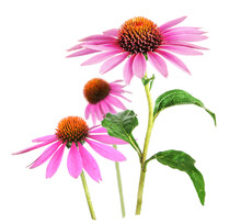 Echinacea Flower For Homeopathy, Transparency Background