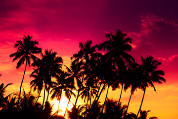 Wall Mural - Tropical coconut palm trees silhouettes at vivid colorful sunset with shining sun