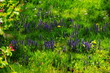 Violett blühende Traubenhyazinthen im grünen Gras